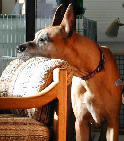 Sammy sunning his face!