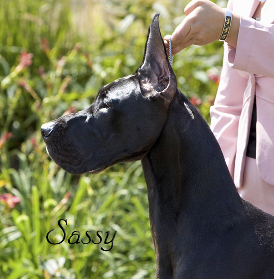 Sassy - Head Shot- Lake Elmo, August 2009