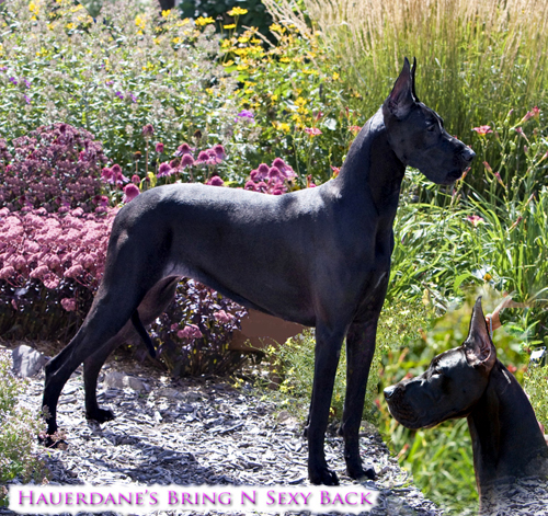 Sassy, Hauerdane's Bring N Sexy Back