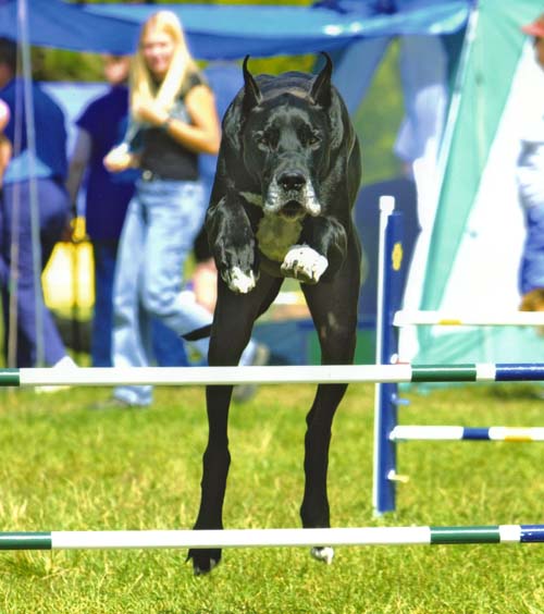 great dane obedience