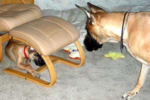 Teddy under the stool