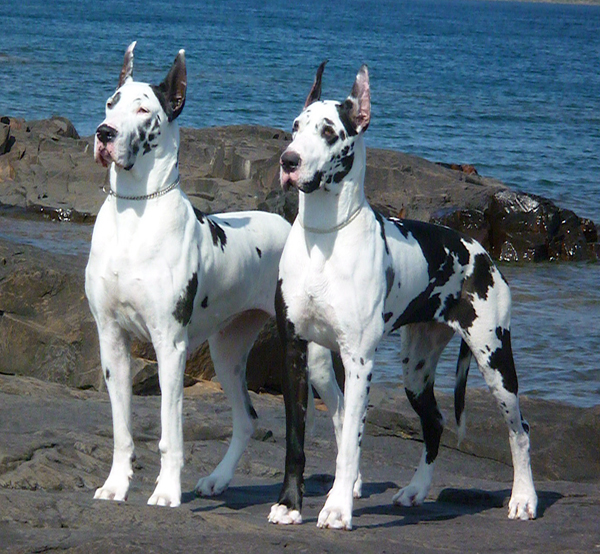 Kia and Piper - July 2010 - Lake Superior