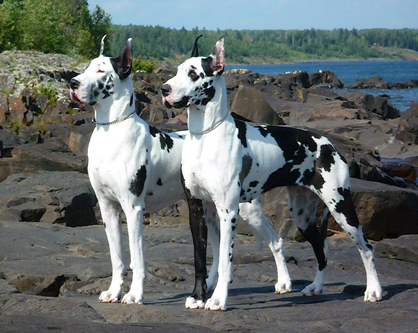 Kia and Piper - Lake Superior - July 2010