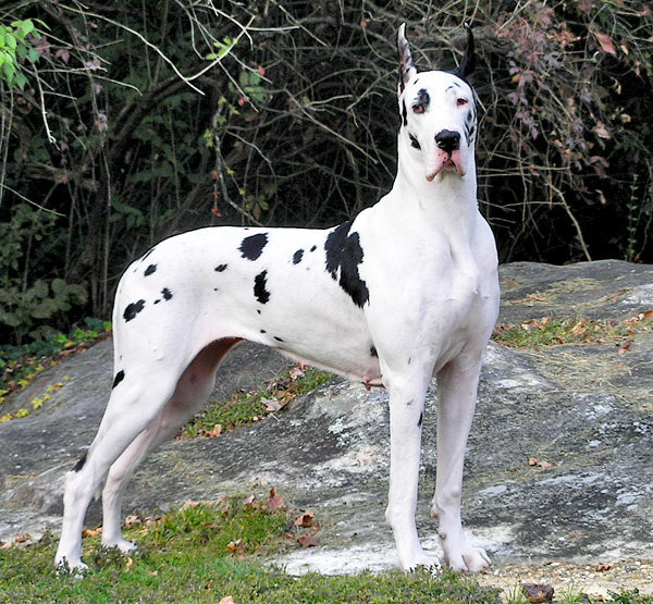 Kia - 2009 GDCA National Trip - Chatanooga