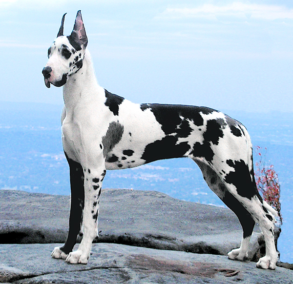 Piper - Chattanooga National trip- October 2009