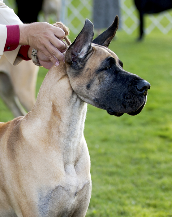 CH Alpines Rasin A Lil Havoc at Katcrew