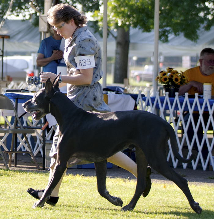 CH Striders Nighthawk