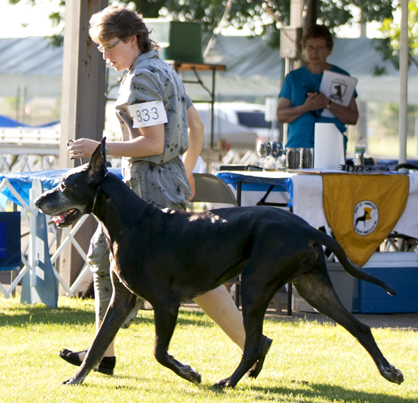 CH Striders Nighthawk