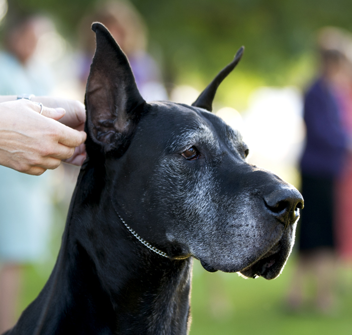 CH Striders Nighthawk