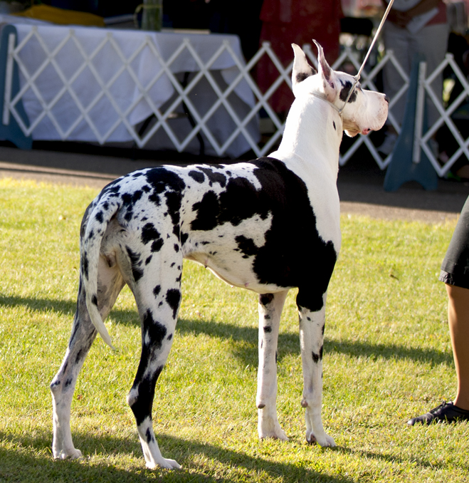 Davisdane-Twinoaks Twist N Time Is Here v Mavro