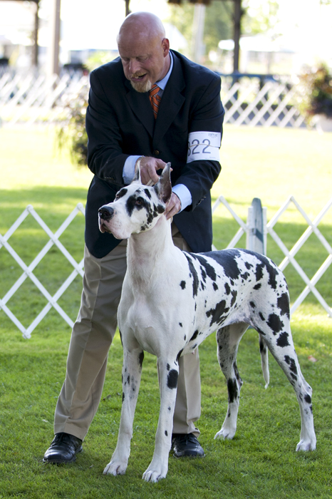 Davisdane-Twinoaks Twist N Time is Here v Mavro