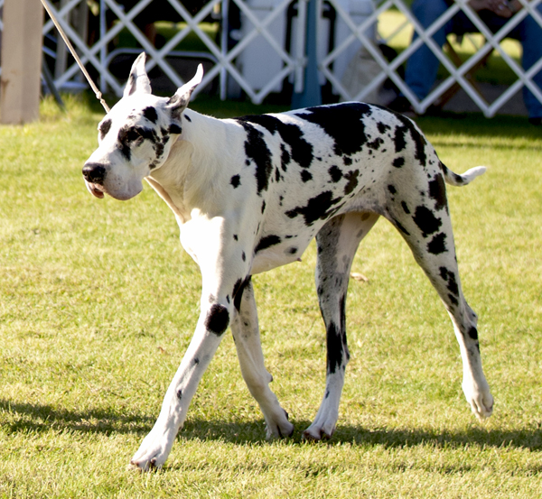 Davisdane-Twinoaks Twist N Time is Here v Mavro