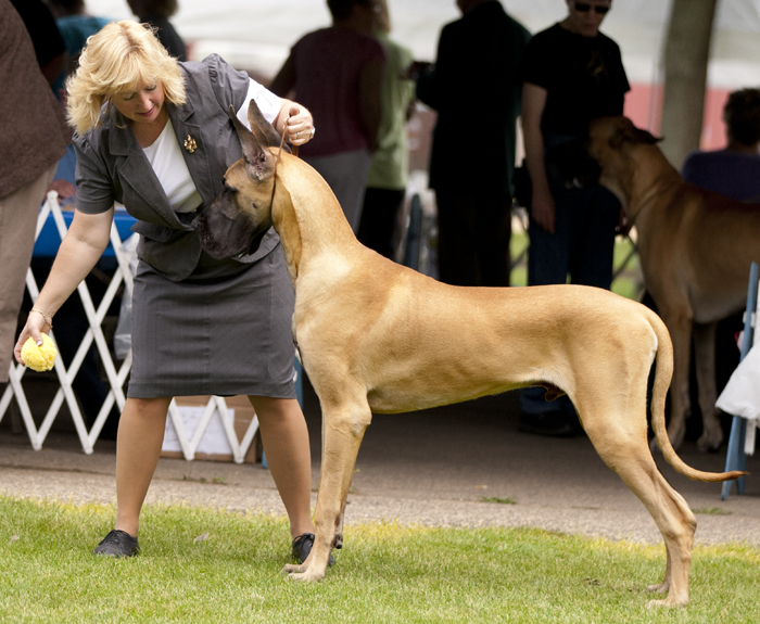 Mavro-Twinoaks Hollywood Tough