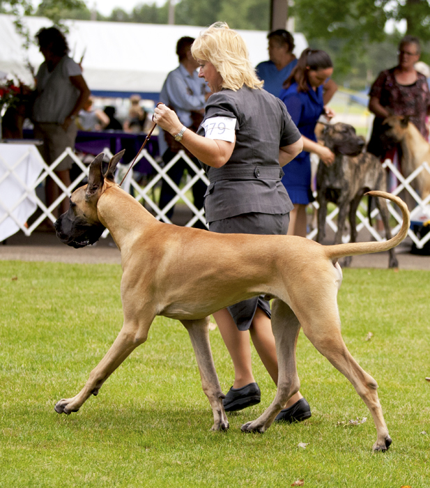 Mavro-Twinoaks Hollywood Tough