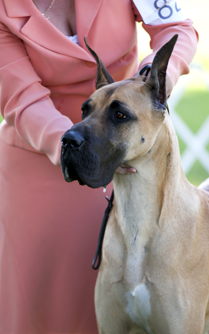 Stargazn Genuine Risk v Sumner