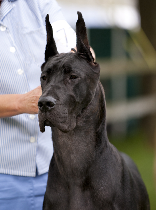 Thornhills Irish Lullaby of Katcrew