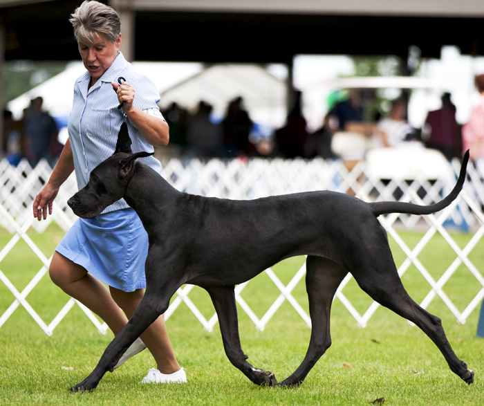 Thornhills Irish Lullaby of Katcrew