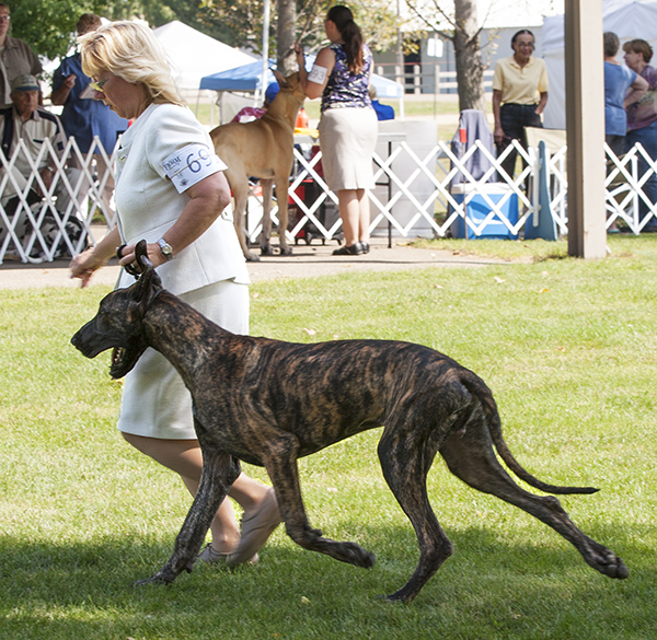 Katcrew's Tiger Ambush