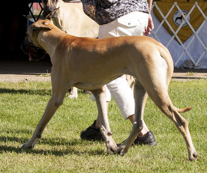 Bryncrest Show Me A Vixen