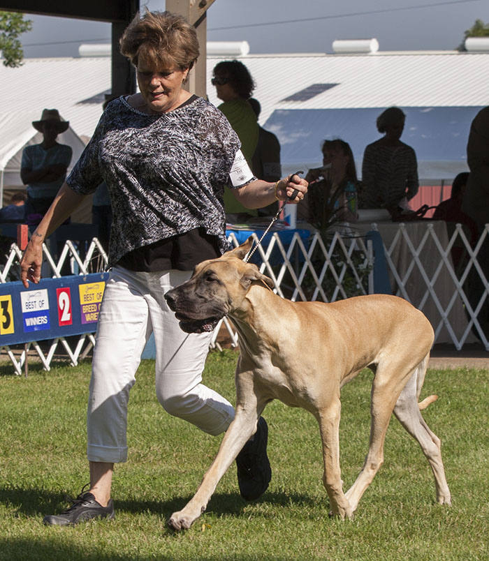 Bryncrest's Show Me A Vixen