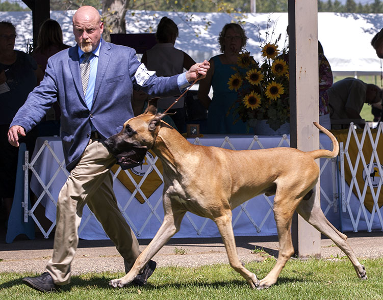 CH Mavro-Twinoakes Hollywood Tough