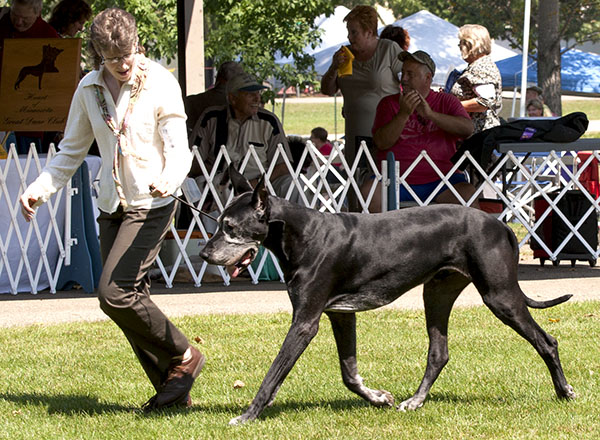 CH Striders Nighthawk