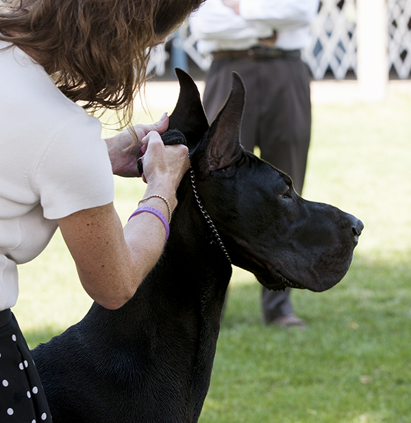 CH Treue's Band of Angels