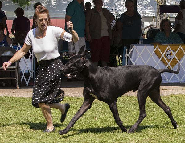 CH Treue's Band of Angelss