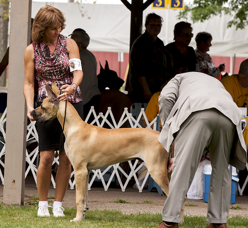 Divine Acres Travelin' Man