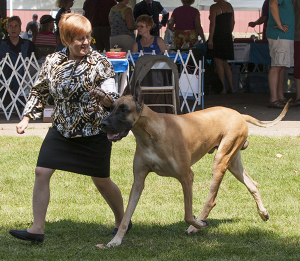 GCH Alpine's Ice Warrior v Hawthorne