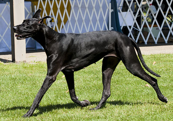 Sassy - CH Hauerdane's Bring N Sexy Back