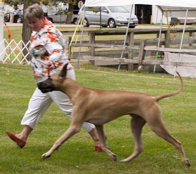Strider N Leinenstones Navan