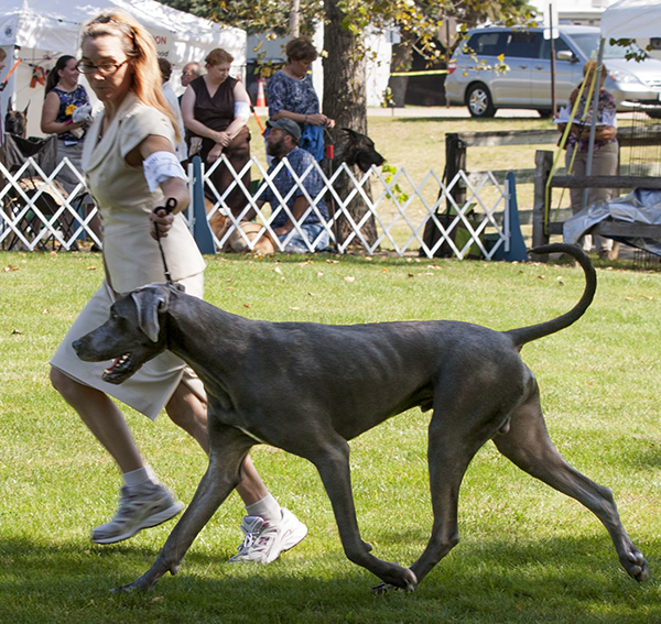 Sterling's Dewitt Out of This World v Dark Horse