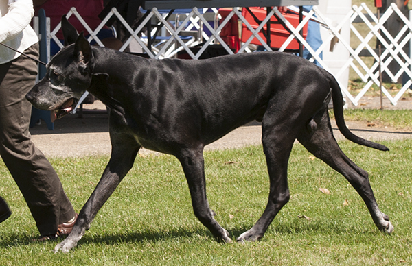 CH Striders Nighthawk