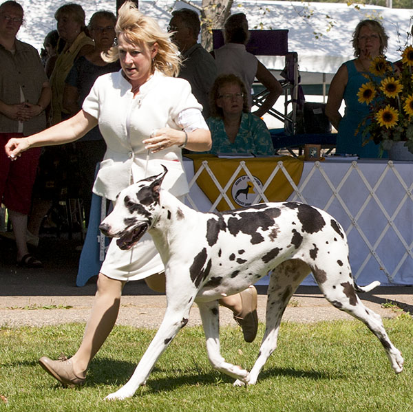 Winners Bitch - Patientdane-GMJ-TandT's Bestpoker-Face'N'Town